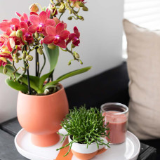 Kolibri Phalaenopsis-Orchidee Kongo, Rote - Ø9 cm