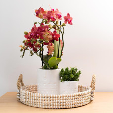 Kolibri Phalaenopsis-Orchidee Kongo, Rote - Ø9 cm