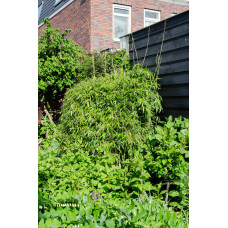 Hoogeveen Fargesia Rufa - 80 cm, Ø23 cm