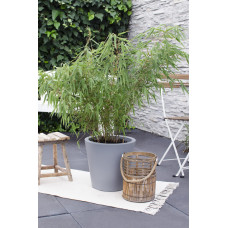 Hoogeveen Fargesia Rufa - 80 cm, Ø29 cm