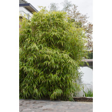 Hoogeveen Fargesia Rufa - 80 cm, Ø29 cm