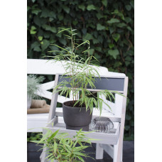 Hoogeveen Fargesia Scabrida 'Asian Wonder' - 40 cm, Ø14 cm