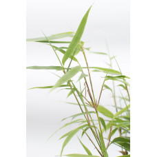 Hoogeveen Fargesia Scabrida 'Asian Wonder' - 40 cm, Ø14 cm