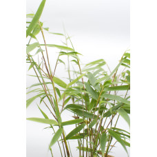 Hoogeveen Fargesia Scabrida 'Asian Wonder' - 40 cm, Ø14 cm