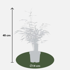 Hoogeveen Fargesia Scabrida 'Asian Wonder' - 40 cm, Ø14 cm
