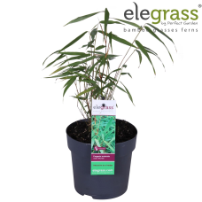 Hoogeveen Fargesia Scabrida 'Asian Wonder' - 40 cm, Ø14 cm