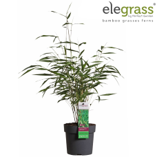 Hoogeveen Fargesia Scabrida 'Asian Wonder' - 40 cm, Ø14 cm