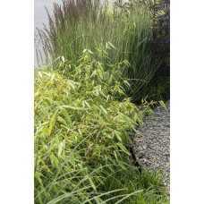 Hoogeveen Fargesia Murielae 'Winter Black' - 80 cm, Ø29 cm