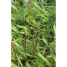 Hoogeveen Fargesia Murielae 'Winter Black' - 80 cm, Ø29 cm