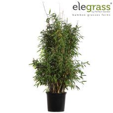 Hoogeveen Fargesia Murielae 'Winter Black' - 80 cm, Ø29 cm