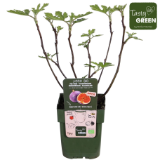 Hoogeveen Ficus Gustissimo Perretta - 45 cm, Ø 13 cm