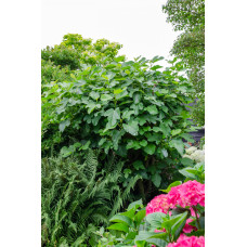 Hoogeveen Ficus Gustissimo Perretta - 50 cm, Ø 19 cm