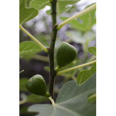 Hoogeveen Ficus Gustissimo Perretta - 50 cm, Ø 19 cm