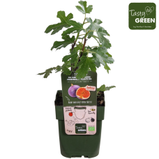 Hoogeveen Ficus Gustissimo Perretta - 50 cm, Ø 19 cm