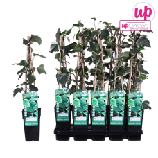 Hoogeveen Hedera Algeriensis 'Gloire De Maren' - 65 cm, Ø15 cm