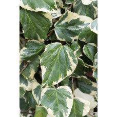 Hoogeveen Hedera Colchica 'Dentata Variegata' - 65 cm, Ø15 cm