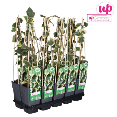 Hoogeveen Hedera Colchica 'Dentata Variegata' - 65 cm, Ø15 cm