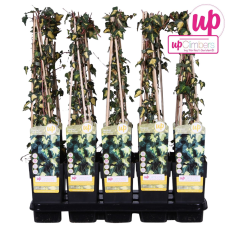 Hoogeveen Hedera Helix 'Goldheart' - 65 cm, Ø15 cm