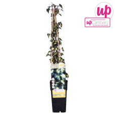 Hoogeveen Hedera Helix 'Goldheart' - 65 cm, Ø15 cm