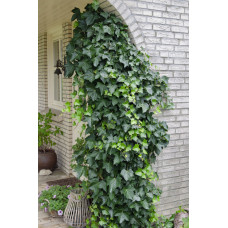 Hoogeveen Hedera Helix - 65 cm, Ø15 cm