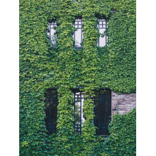 Hoogeveen Hedera Hibernica - 65 cm, Ø15 cm