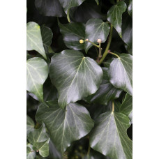 Hoogeveen Hedera Hibernica - 65 cm, Ø15 cm