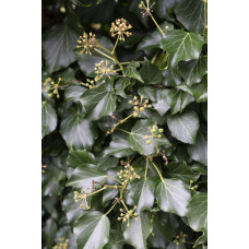 Hoogeveen Hedera Hibernica - 65 cm, Ø15 cm