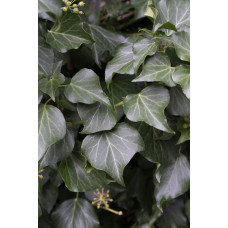 Hoogeveen Hedera Hibernica - 65 cm, Ø15 cm