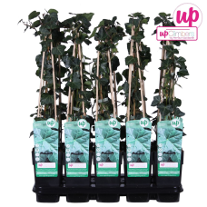 Hoogeveen Hedera Hibernica - 65 cm, Ø15 cm