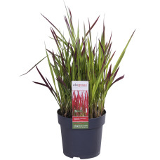 Hoogeveen Imperata Cylindrica 'Red Baron' - 40 cm, Ø14 cm