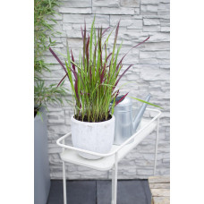 Hoogeveen Imperata Cylindrica 'Red Baron' - 40 cm, Ø14 cm
