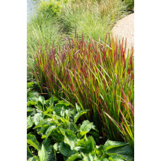 Hoogeveen Imperata Cylindrica 'Red Baron' - 40 cm, Ø14 cm