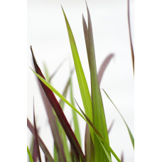 Hoogeveen Imperata Cylindrica 'Red Baron' - 40 cm, Ø14 cm