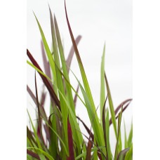 Hoogeveen Imperata Cylindrica 'Red Baron' - 40 cm, Ø14 cm