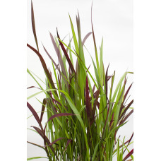 Hoogeveen Imperata Cylindrica 'Red Baron' - 40 cm, Ø14 cm
