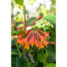 Hoogeveen Lonicera Brownii Dropmore Scarlet - 65 cm, Ø 15 cm