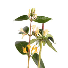 Hoogeveen Lonicera Henryi Copper Beauty - 65 cm, Ø 15 cm