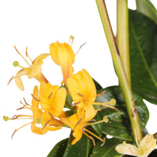 Hoogeveen Lonicera Henryi Copper Beauty - 65 cm, Ø 15 cm