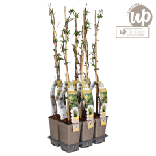 Hoogeveen Lonicera Henryi Copper Beauty - 65 cm, Ø 15 cm