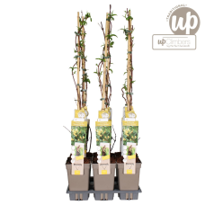 Hoogeveen Lonicera Henryi Copper Beauty - 65 cm, Ø 15 cm