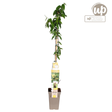 Hoogeveen Lonicera Henryi Copper Beauty - 65 cm, Ø 15 cm