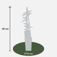 Hoogeveen Lonicera Henryi - 65 cm, Ø15 cm