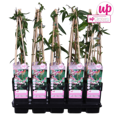 Hoogeveen Lonicera Henryi - 65 cm, Ø15 cm