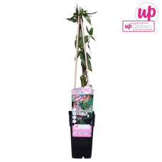 Hoogeveen Lonicera Henryi - 65 cm, Ø15 cm