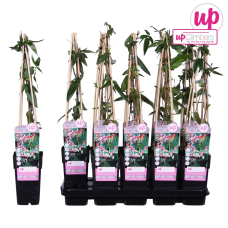 Hoogeveen Lonicera Henryi - 65 cm, Ø15 cm