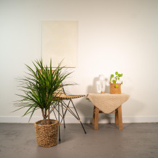 Vda Plant Dracaena Marginata - 90 cm, Ø 17 cm