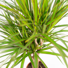 Vda Plant Dracaena Marginata - 90 cm, Ø 17 cm