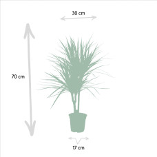 Vda Plant Dracaena Marginata - 90 cm, Ø 17 cm