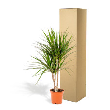 Vda Plant Dracaena Marginata - 90 cm, Ø 17 cm