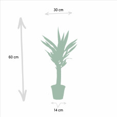Vda Plant Yucca - 70 cm, Ø14 cm
